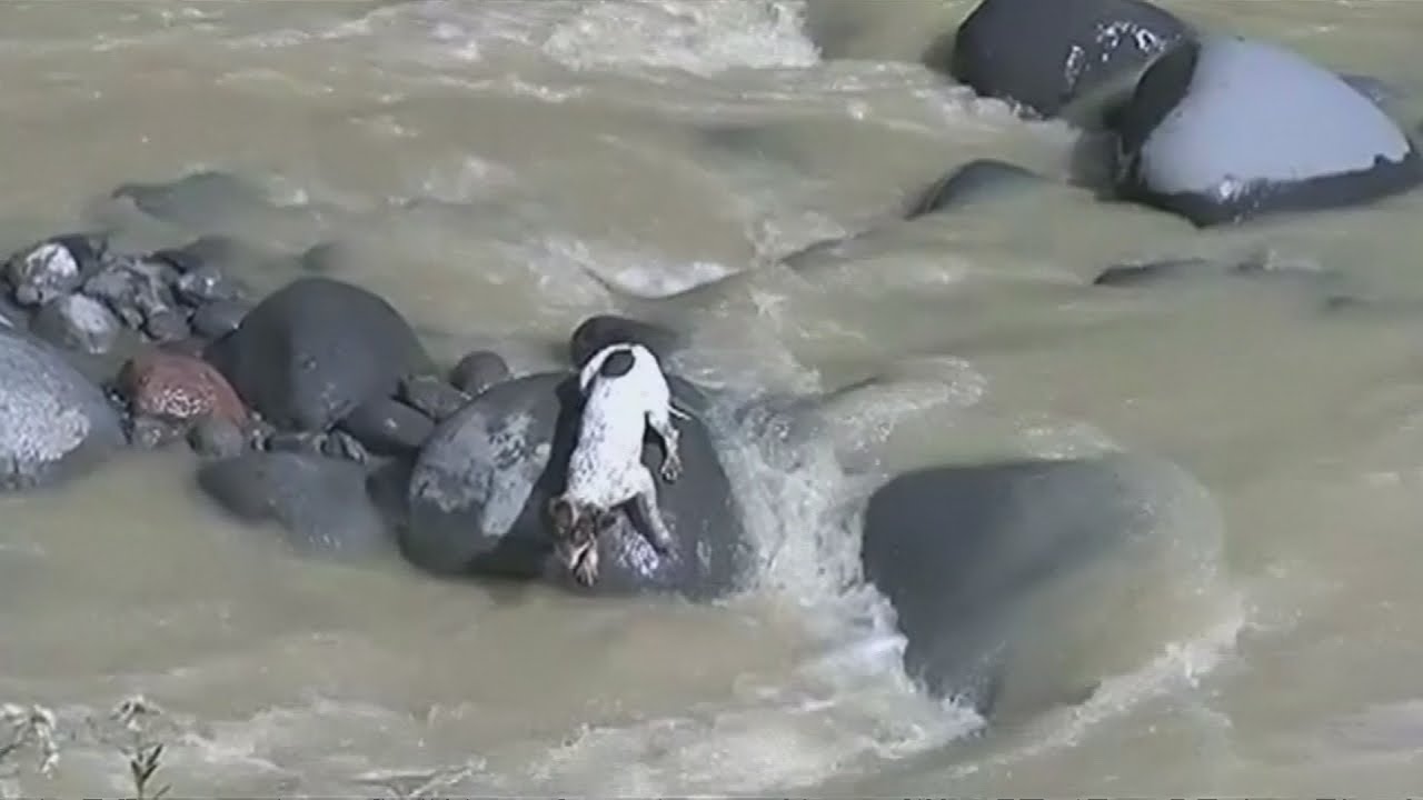 Lucky dog saved from floods in Peru