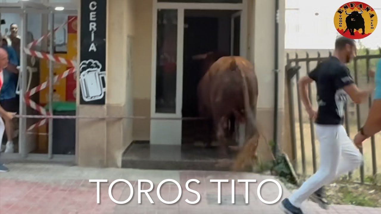 Toros en cuerda Chiva 17 agosto 2025 ganadería Colomer