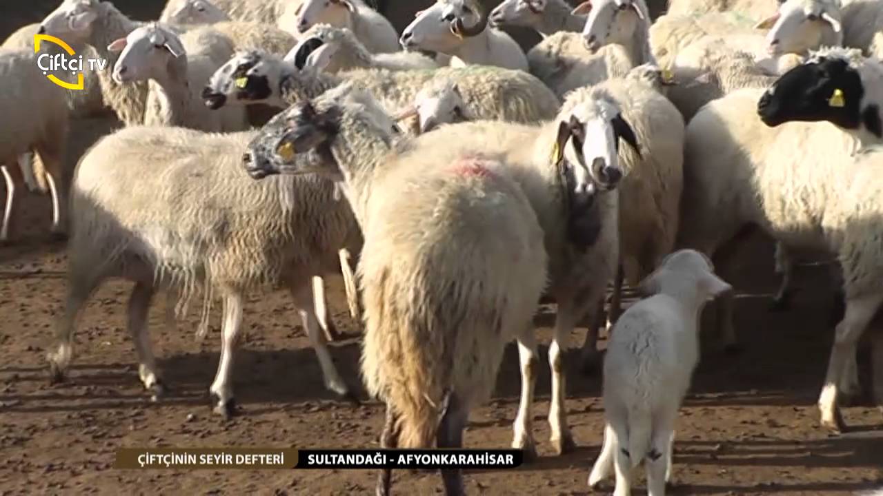 ÇİFTÇİNİN SEYİR DEFTERİ/SULTANDAĞI-AFYONKARAHİSAR/KÜÇÜKBAŞ YETİŞTİRİCİLİĞİ