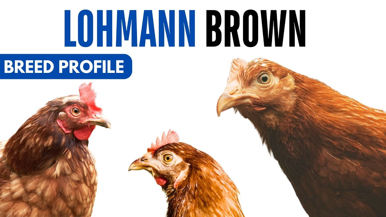 Lohmann Brown Breed Profile History Health Issues - Lohmann Brown Chicken Egg Ratio Lifespan