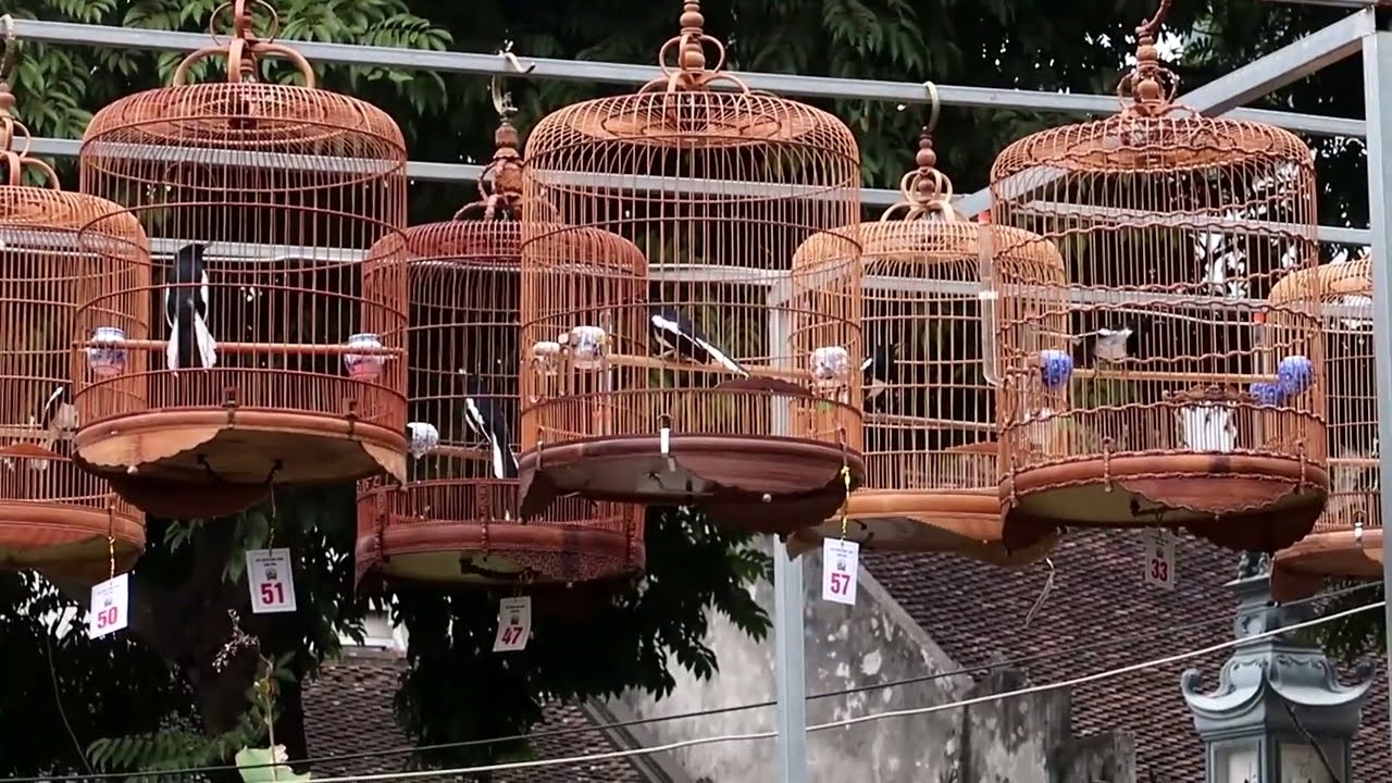 Cuộc Thi Chòe Than long biên năm 2022