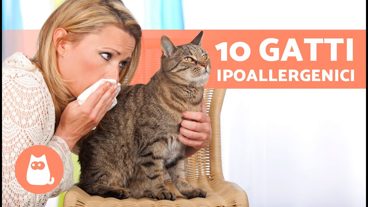 10 RAZZE di GATTI per ALLERGICI 🐱✅ Gatti ipoallergenici