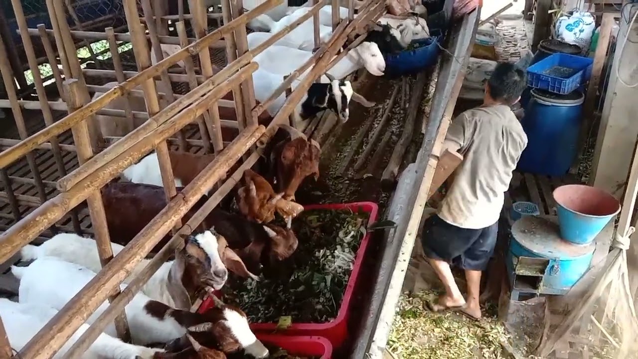 NUÔI 130 CON DÊ 1THÁNG THU ĐƯỢC BAO NHIÊU.. CỦA TRẠI DÊ KIÊN GIANG