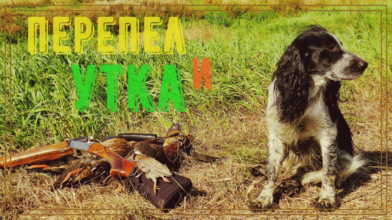 Охотимся на УТКУ и ПЕРЕПЕЛА в Беларуси!Спаниель БРИК и ТОЗ 34!!