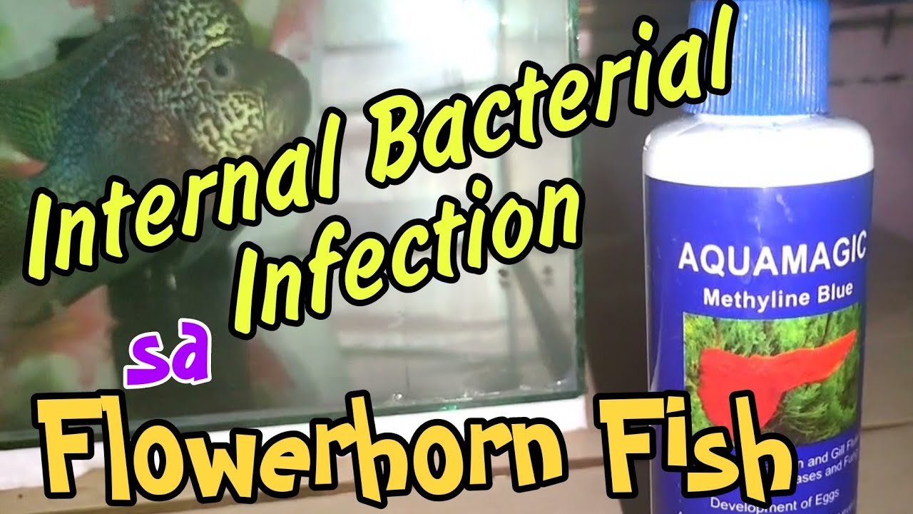Internal Bacterial Infection sa Flowerhorn Fish, Update sa Unknown Disease