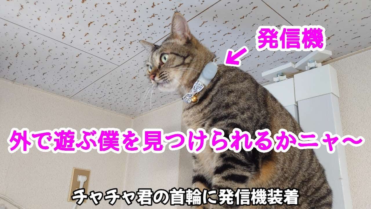 猫探しに便利な小型発信機。脱走癖や外へ遊びに行く猫さんにはこれがあると見つけやすいかも
