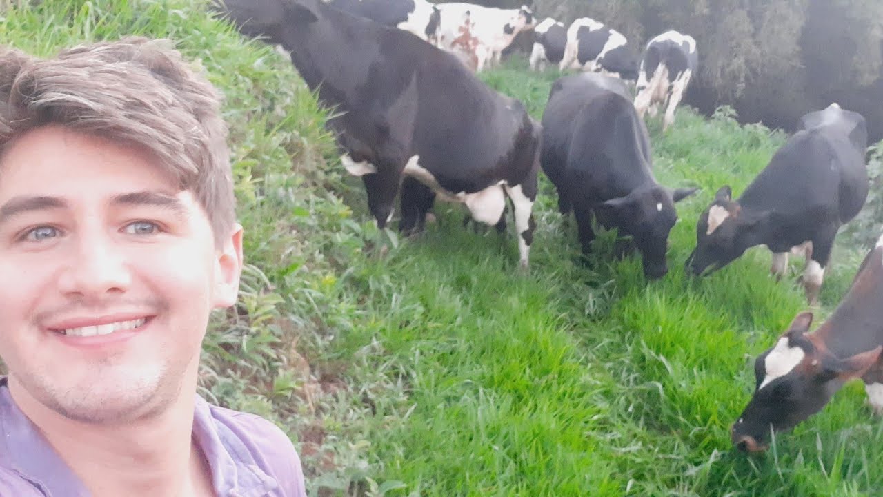 PRODUZIR LEITE À PASTO DA LUCRO???SERÁ QUE DA LUCRO??