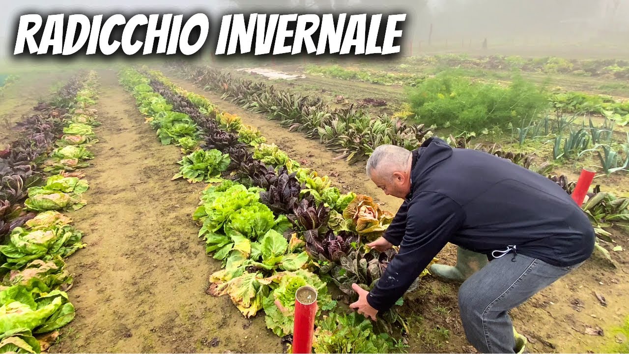 RADICCHIO INVERNALE: Quali varietà raccolgo nell’Orto!