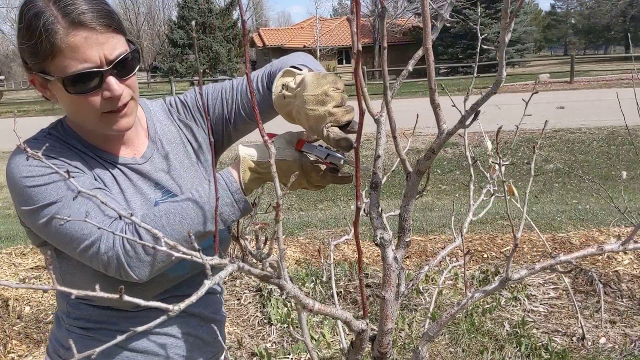 Pruning a fruit tree (comice pear)