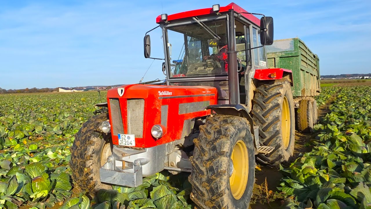 Schlüter Super 1050 V Oldtimer during white cabbage harvesting with New Holland T6 -180