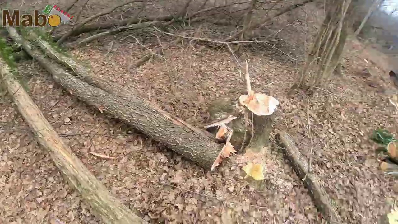 Abbattimenti in bosco con stihl 362
