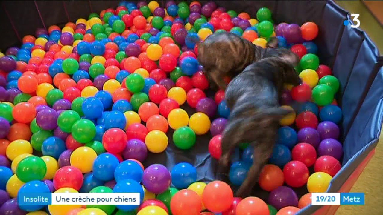 Vic-sur-Seille : une crèche pour les chiens