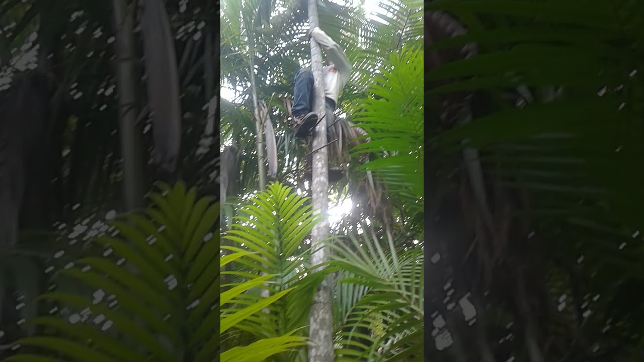 Como tirar açai rapido
