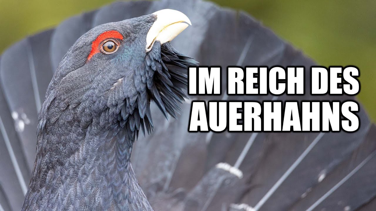 Dem Auerhahn auf der Spur...
