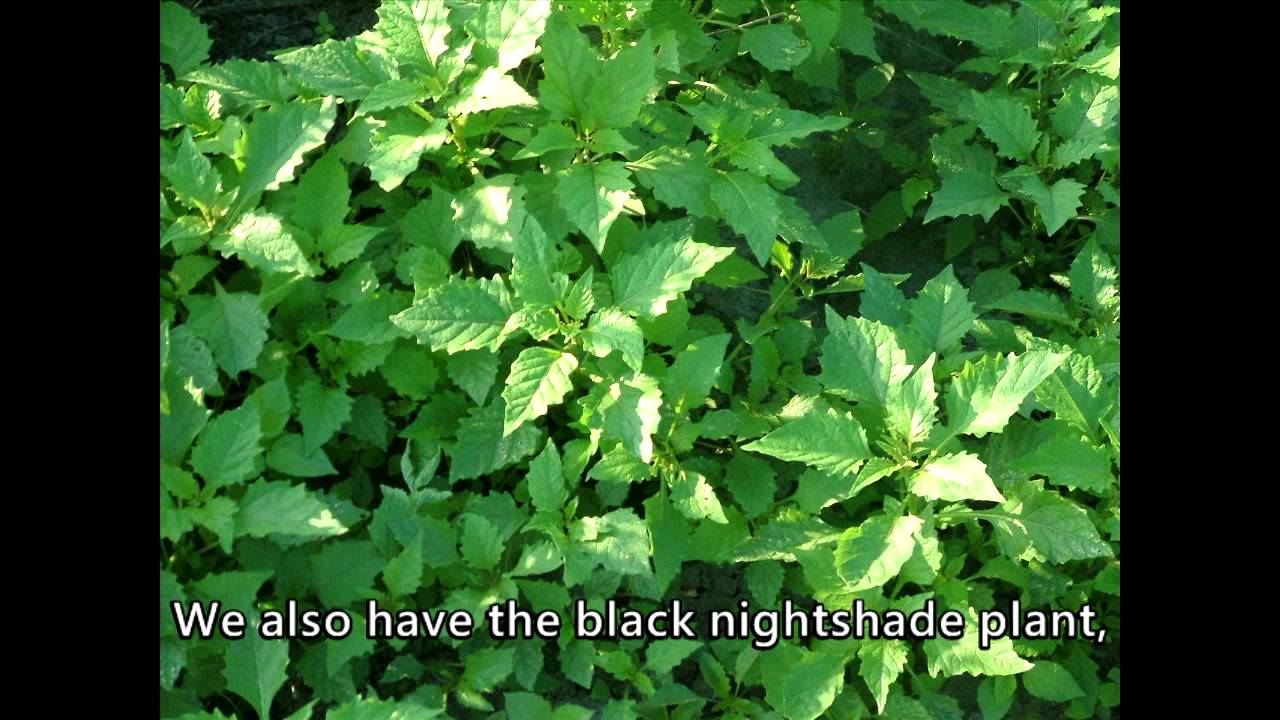 Wild Vegetables in Indigenous Cuisine--Dongikacaw, author, Edible Wild Plants of Taiwan