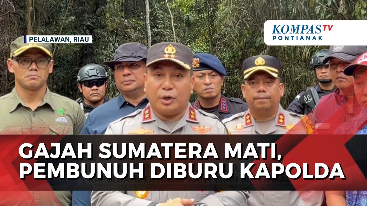 Gajah Sumatera Dibunuh, Kapolda Riau Turun Langsung ke Lokasi
