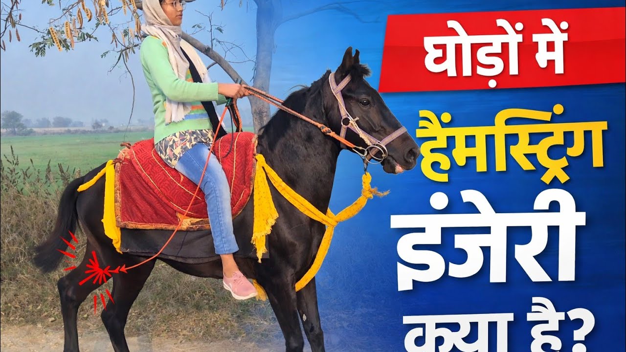 घोड़ों की हैमस्ट्रिंग इंजरी की समस्या