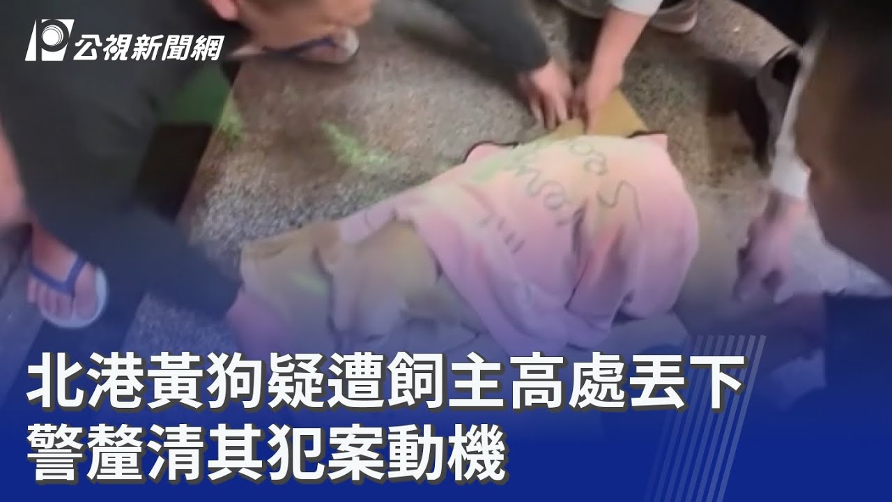 北港黃狗疑遭飼主高處丟下 警釐清其犯案動機｜20260222 公視晚間新聞