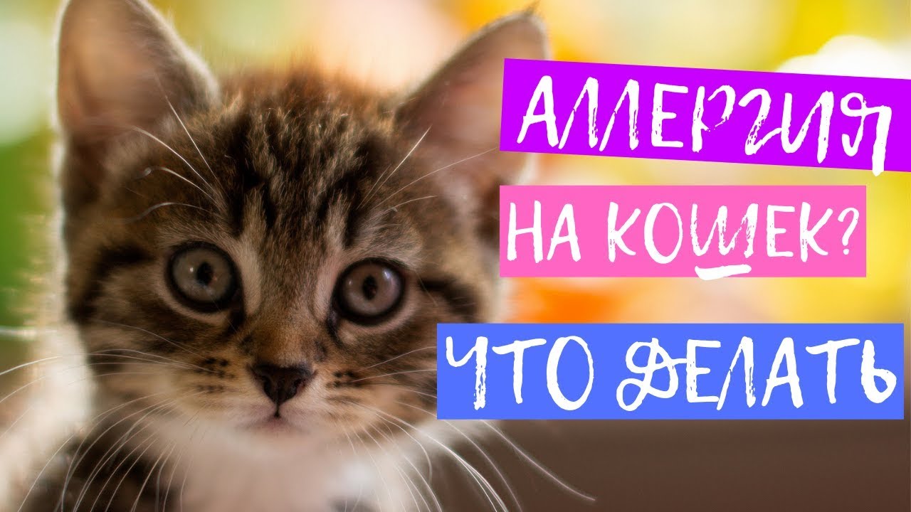 Аллергия на кошек и шерсть домашних животных. Что делать, как вылечить и избавиться