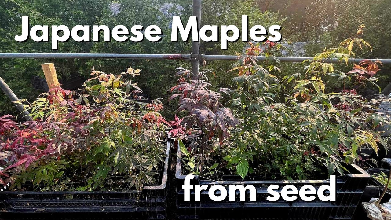 Ep 26 Sowing Japanese Maple seed, bench update and some white stuff!