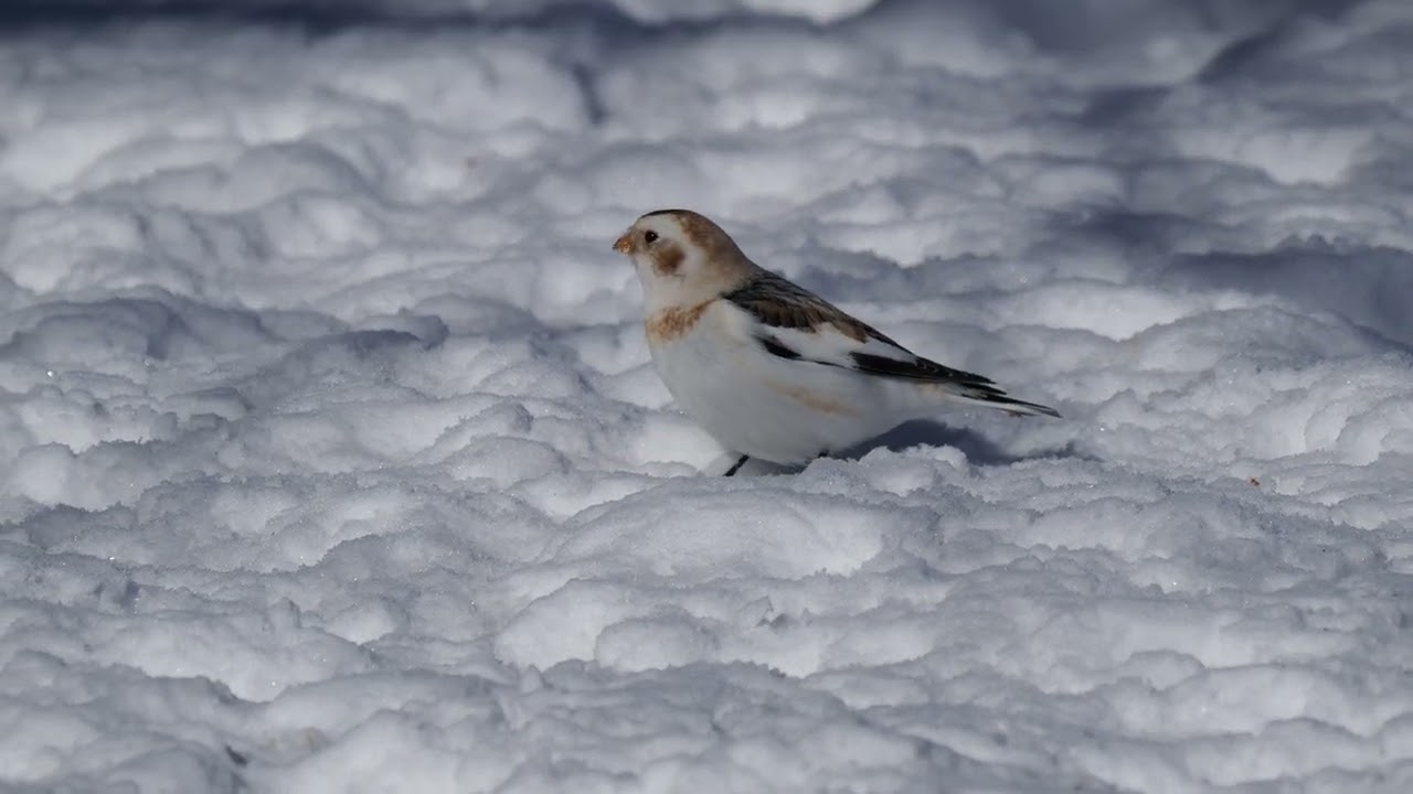 Snow bunting 2026-02-12