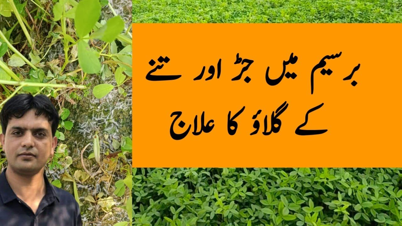 Treatment of Collar Rot on Berseem (Trifolium alexandrinum) | Dr. Jamil Shafi | Plant Clinics
