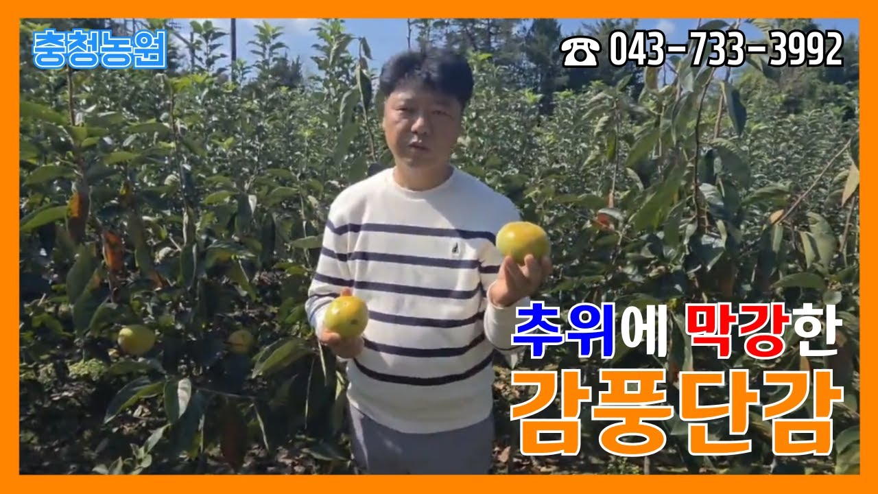 추위에 강한 감풍단감 소개해드립니다.