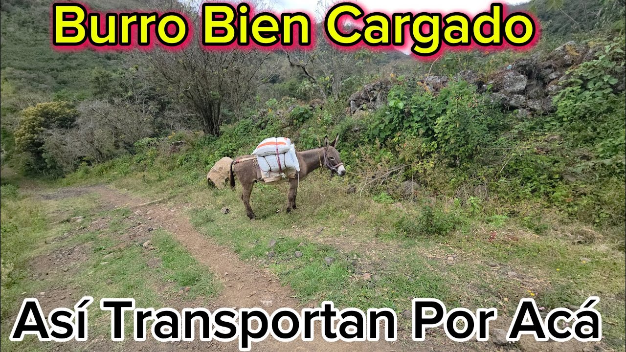 Bien Cargados Así Encontre Estos Animales 