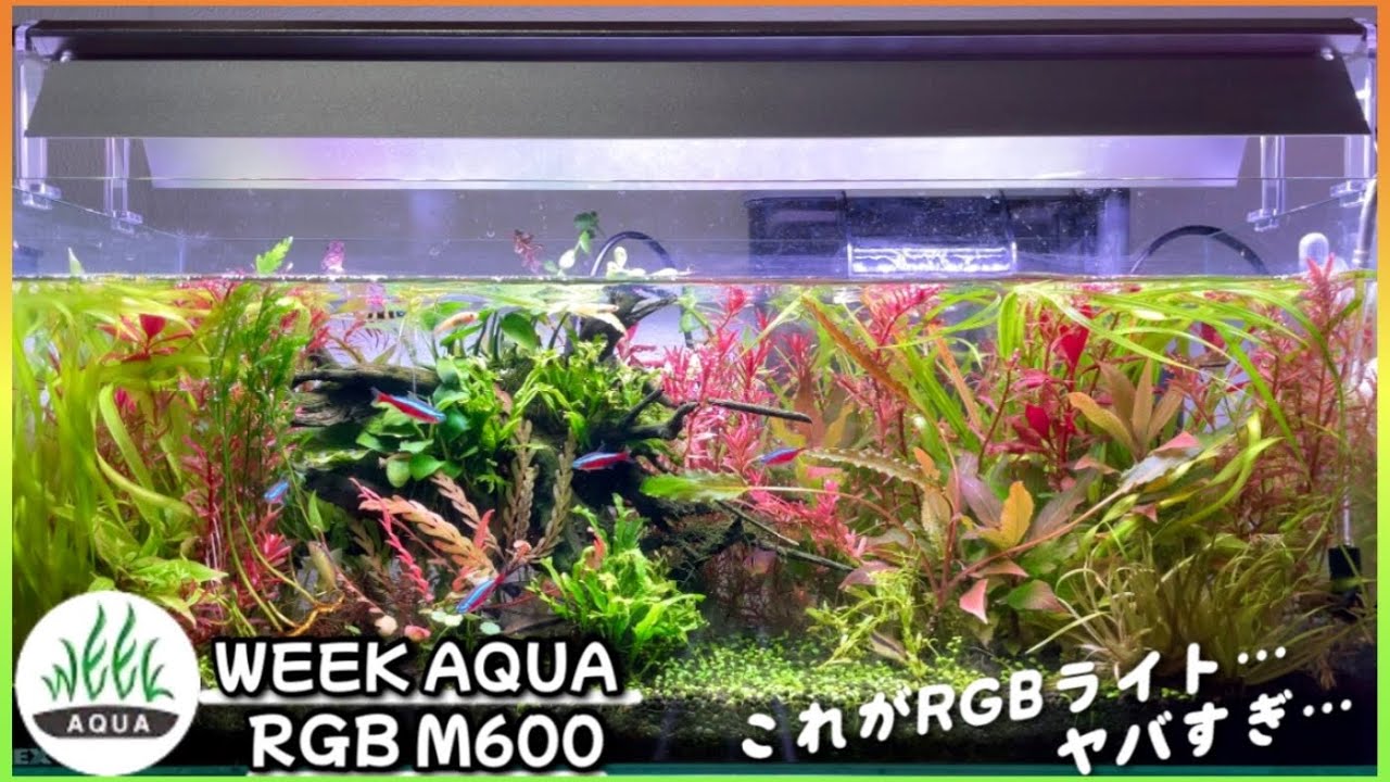 【WEEK AQUA M600】ライトの最高峰RGBライトを導入したら水草水槽がありえないくらい綺麗になった！