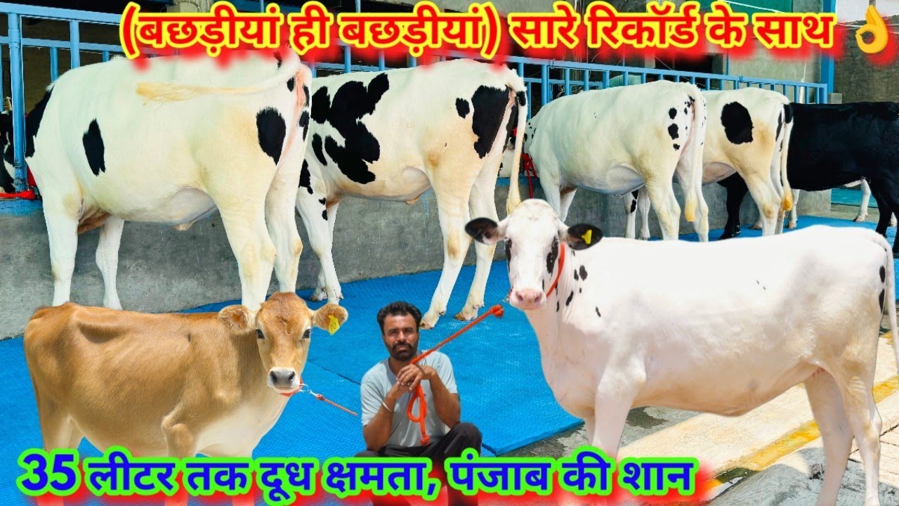 बछड़ीयां ही बछड़ीयां 👍 पंजाब की सबसे टॉप HF और जर्सी नस्ल की Pregnant बछड़ीयां बिकाऊTop Heifers Sale