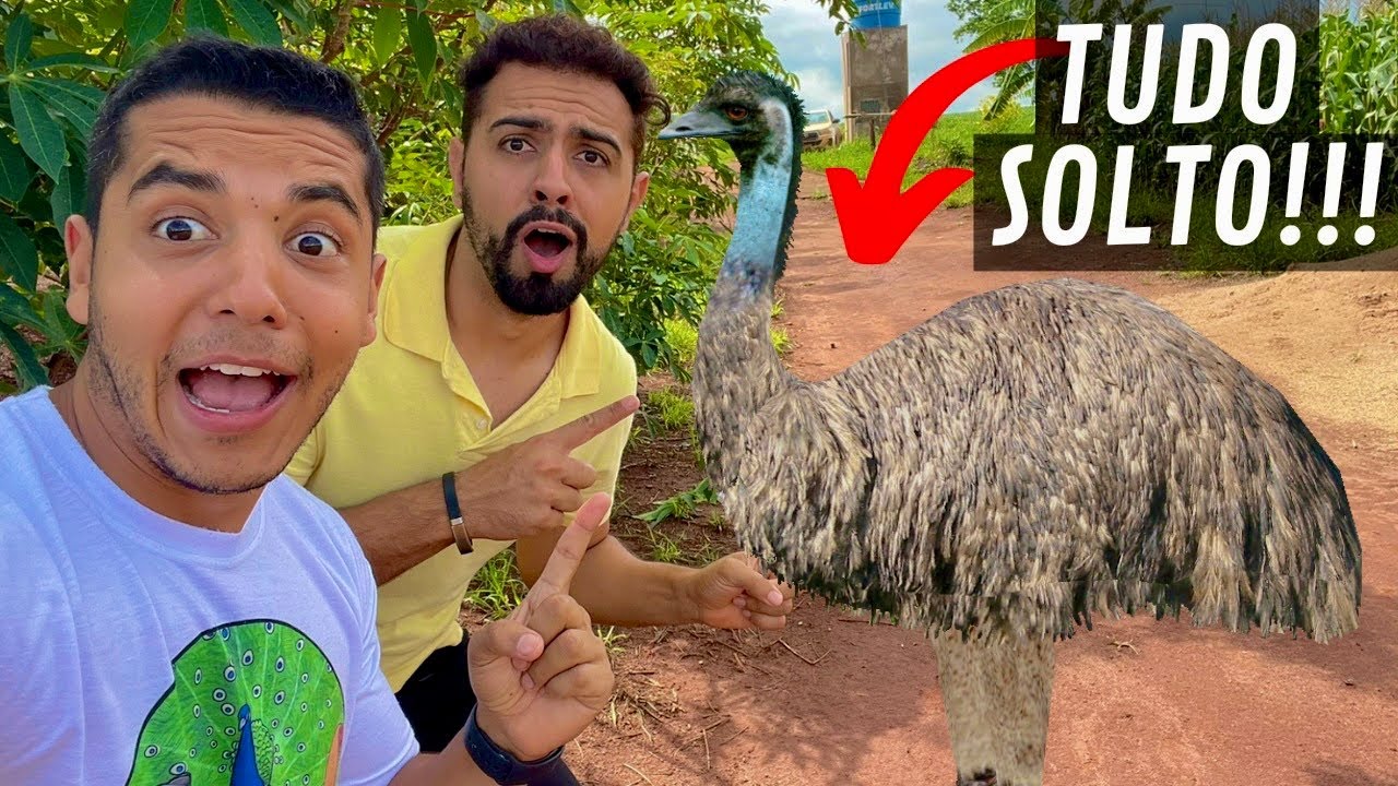 Pegando ovos | Fuga dos Emus Australianos com @GUTEJANDOO | despedida @quintadocoutorv | Avesrecriar