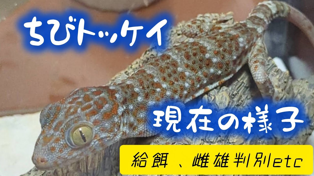 ちびトッケイの現在の様子　【タイランドトッケイ】