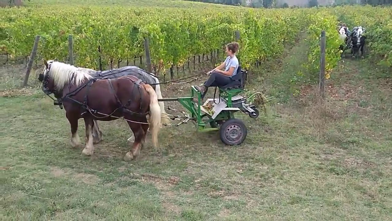 Scalzatura in vigna con i cavalli