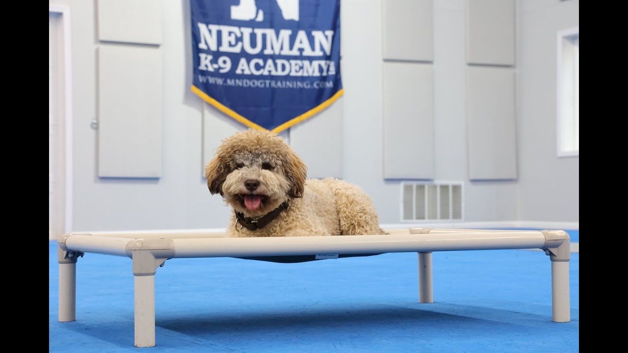 Monza (Lagotto Romagnolo) Puppy Camp Dog Training Video Demonstration