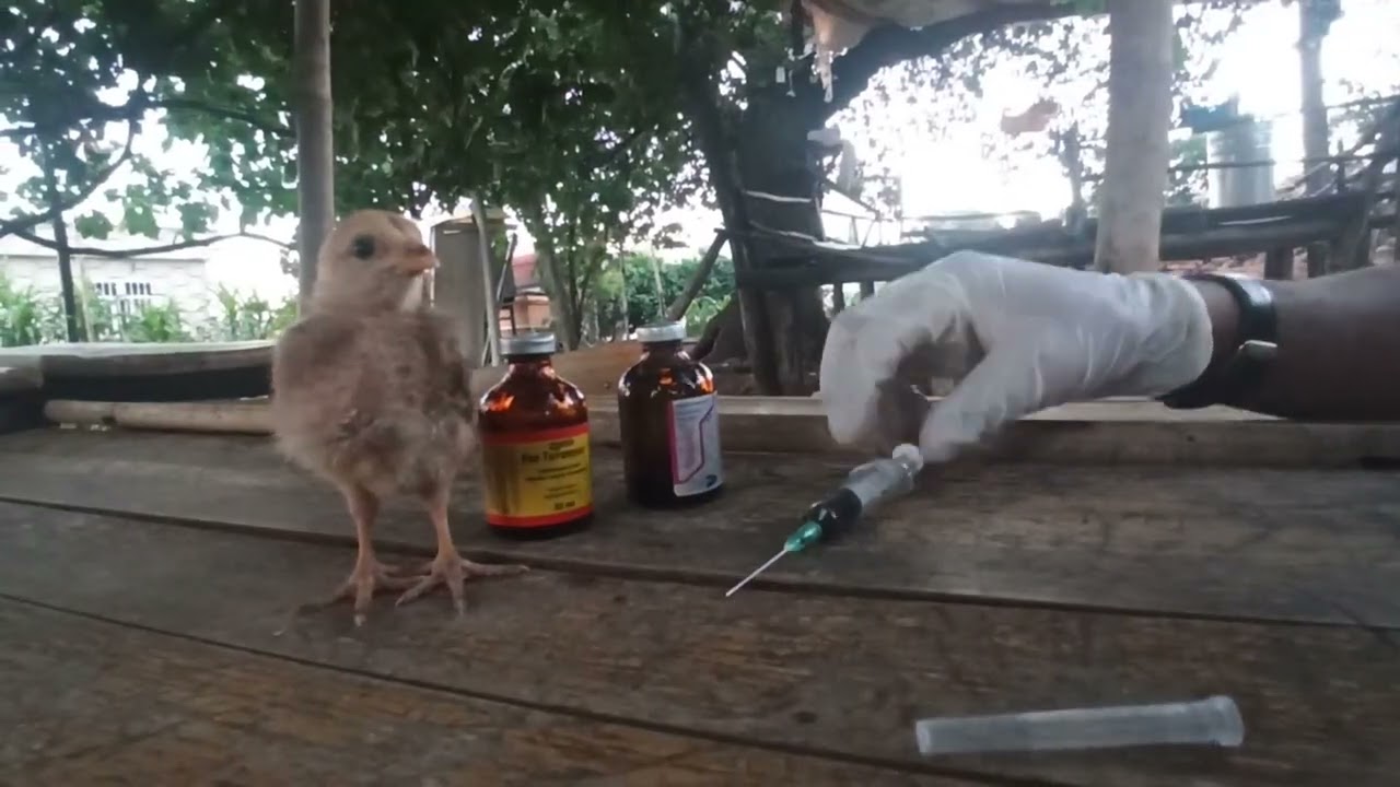 Salmonella hastalığının ilacı çözümü tedavisi...