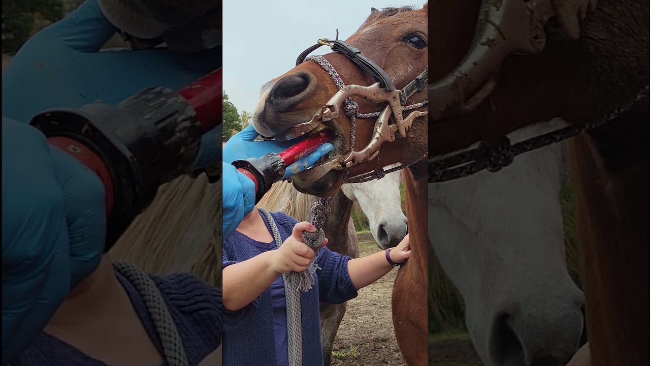 Equine Dental Float Procedure