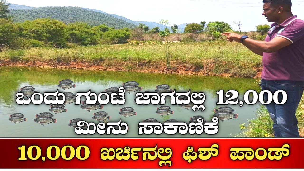 ಮೀನು ಸಾಕಾಣಿಕೆ|fish farm|fish farming kannada|Fish Harvesting|Fish pond|Tilapia fish|Tiger jilebi