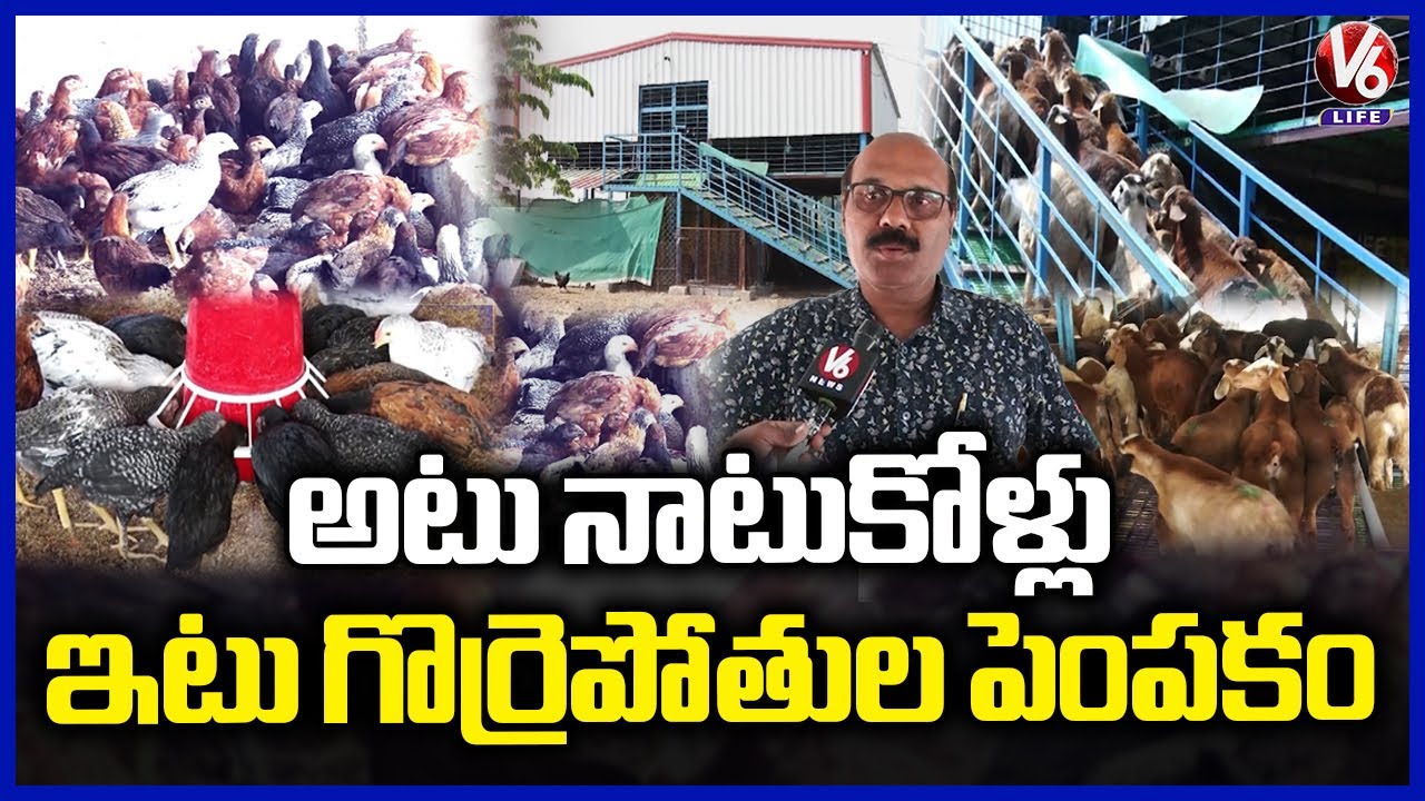 Sheep & Country Chicken Farming in Kompally : Low Risk, High Profit Guide  Munugodu  | V6 Life