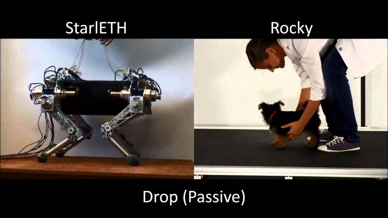 Biomechanics of Quadruped robots