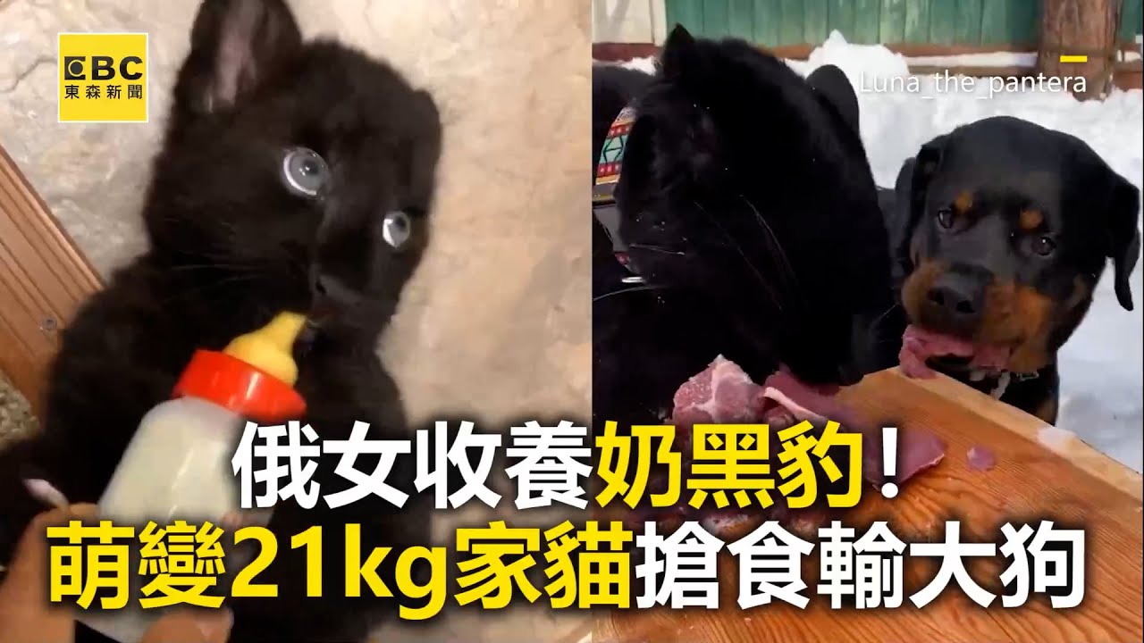 俄女收養奶黑豹！萌變21kg家貓搶食輸大狗 @newsebc