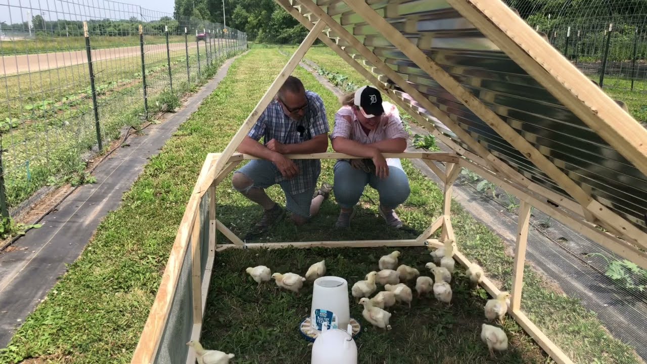 It&rsquo;s Moving day for the Meat Birds! #cornishcross #meatbirds #chickentractor #fyp #shortvideo