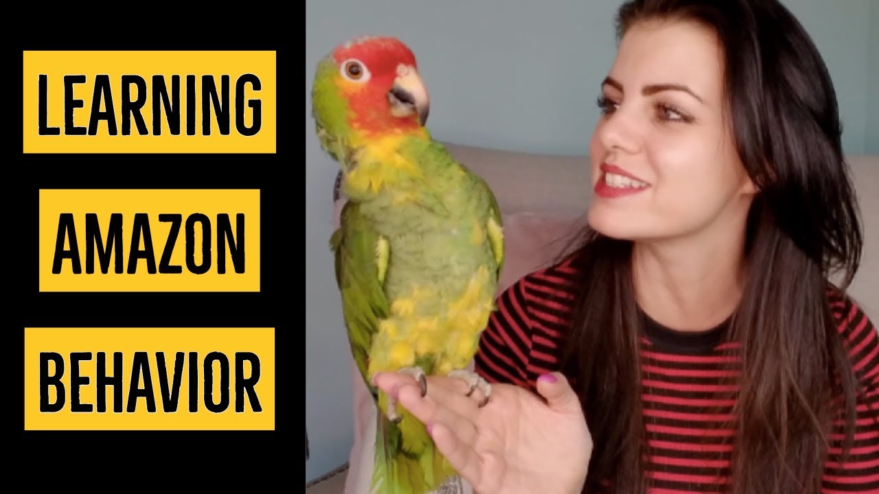 Leo Helps Me Teach Amazon Behavior | PARRONT TIP TUESDAY