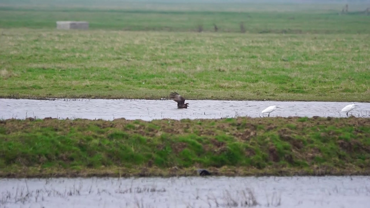 Marsh Harrier hunting a duck over the water