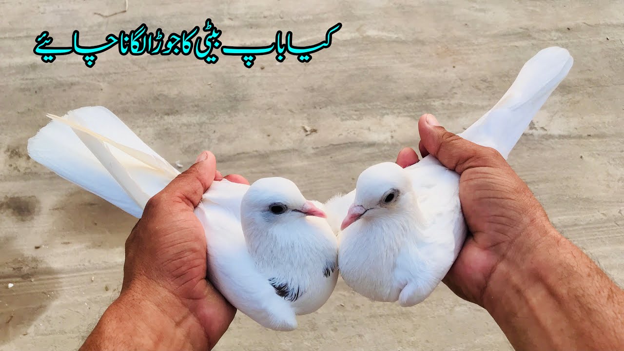 Kia Baap Beti Ka Jora Lagana Chaye || Afzaal Pigeons