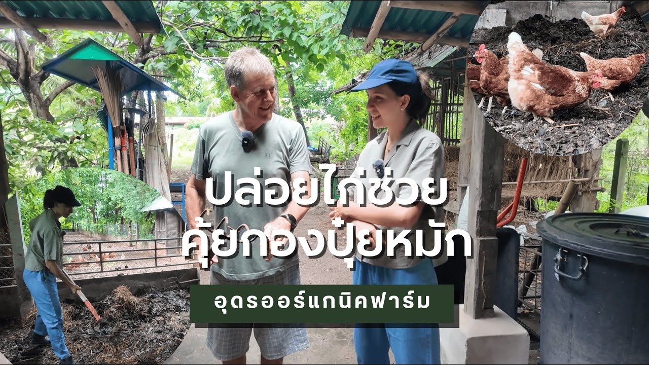 ปล่อยไก่ช่วยคุ้ยกองปุ๋ยหมัก | Udon Organic Farm
