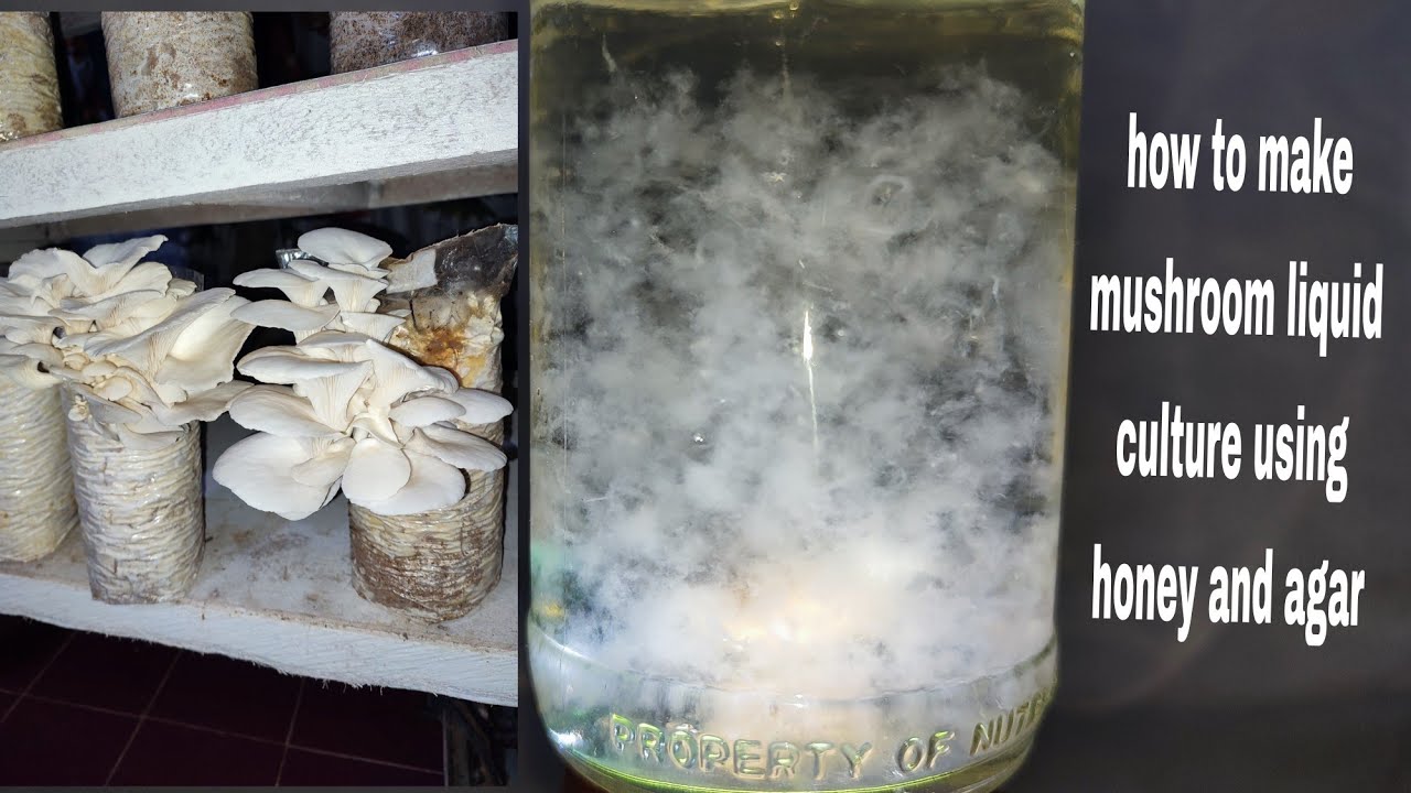how to make mushroom liquid culture using honey bee and agar.