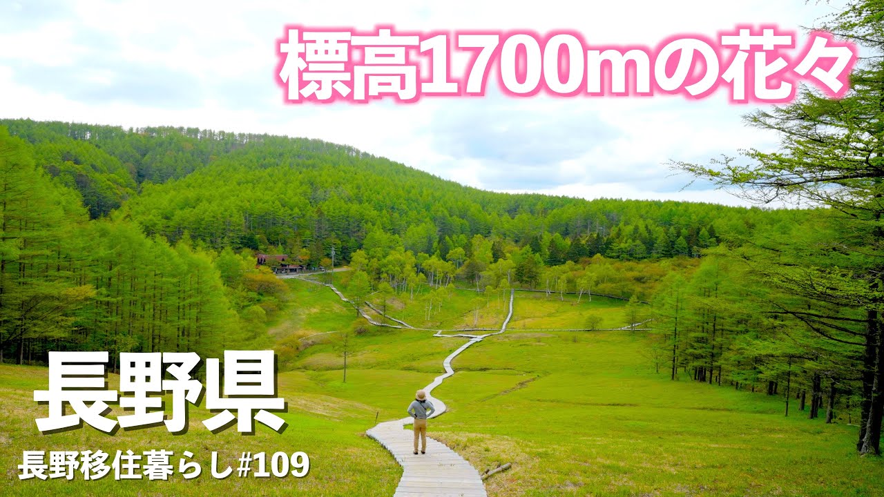 【長野移住】湿原に小さい可愛いお花を見に行ってみたら・・・!!｜入笠山｜諏訪｜Hollyland｜ドライブ｜田舎暮らし｜長野県｜4K