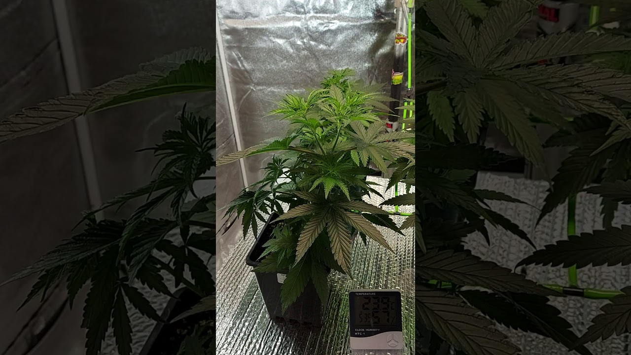 TIME TO GROW - RUNTZ &bull; ZKITTLEZ &bull; PINK KUSH (beginning of week 4)