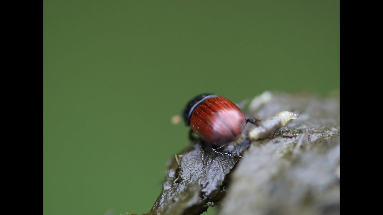 The Incredible Role of Dung Beetles on Livestock Farms