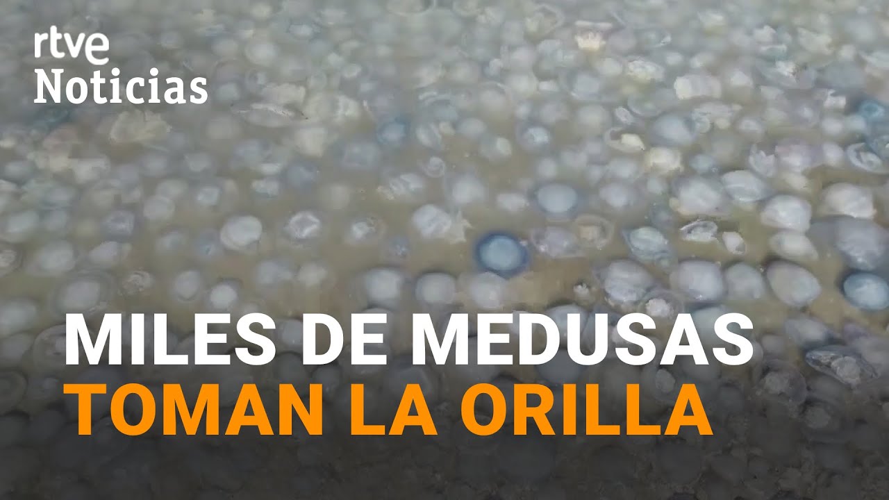 MEDUSAS pegajosas gigantes INVADEN algunas playas en CRIMEA | RTVE Noticias